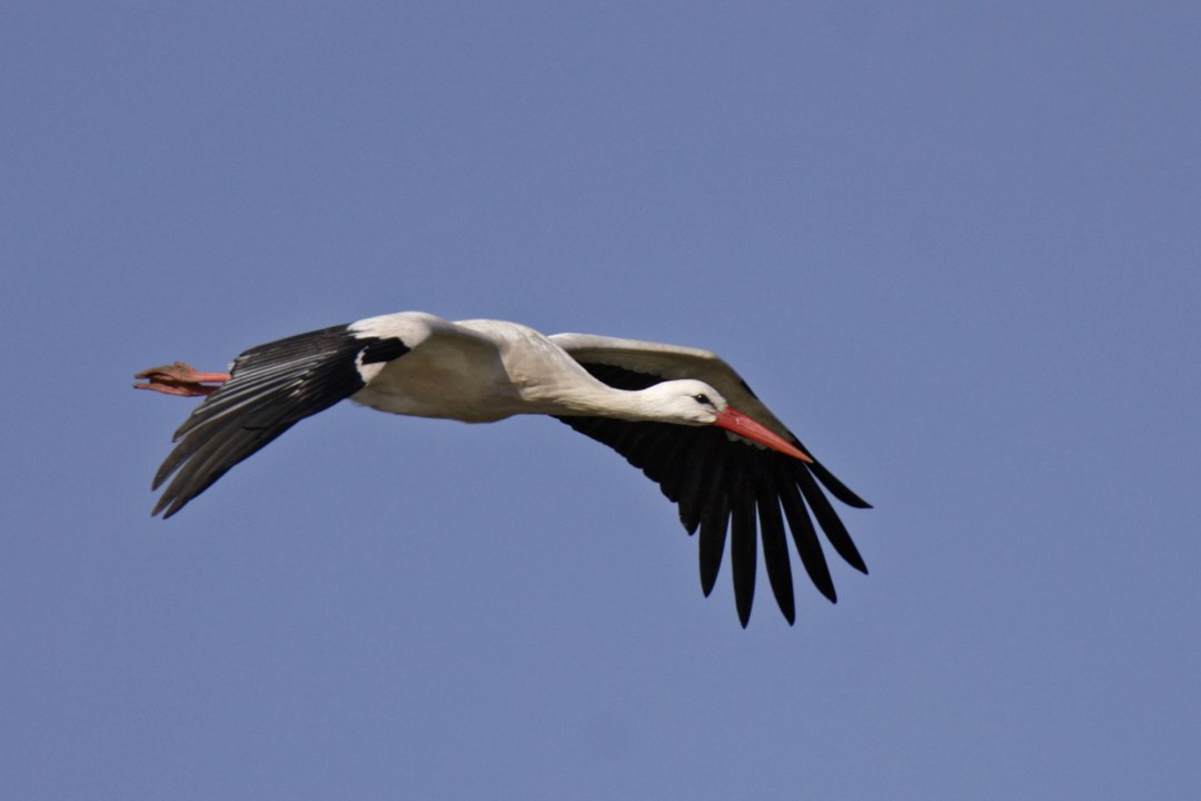 Weißstorch im Flug über blauen Himmel | © Marcus Bosch