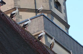 Fünf Störche sitzen im Trupp auf einem Kirchendach | © Heide Källner