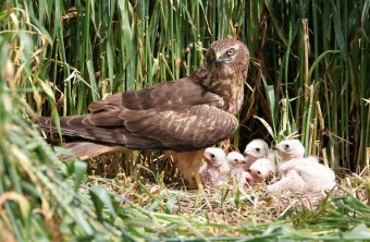 Wiesenweihe im Feld mit fünf Jungvögeln im Dunenkleid | © Zdenek Tunka