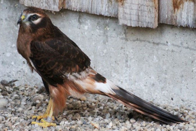 Junge Wiesenweihe sitzt am Boden | © Ferdinand Baer