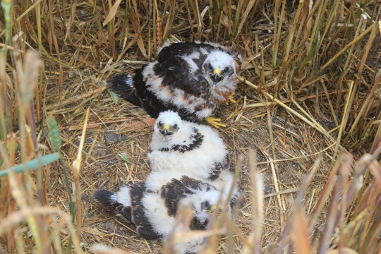 Drei junge Wiesenweihen, die bald ihr Dunenkleid verlieren, sitzen im Feld und schauen in die Kamera | © S. Marschewski