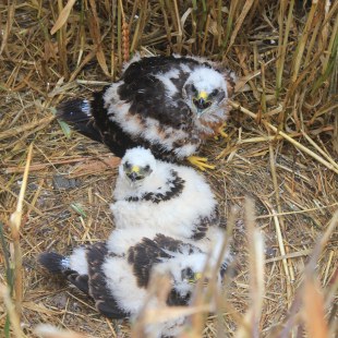 Drei junge Wiesenweihen, die bald ihr Dunenkleid verlieren, sitzen im Feld und schauen in die Kamera | © S. Marschewski
