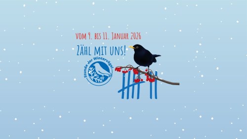 Website Banner Stunde der Wintervögel