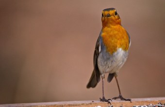 Rotkehlchen am Futterplatz | © Jürgen Richterich