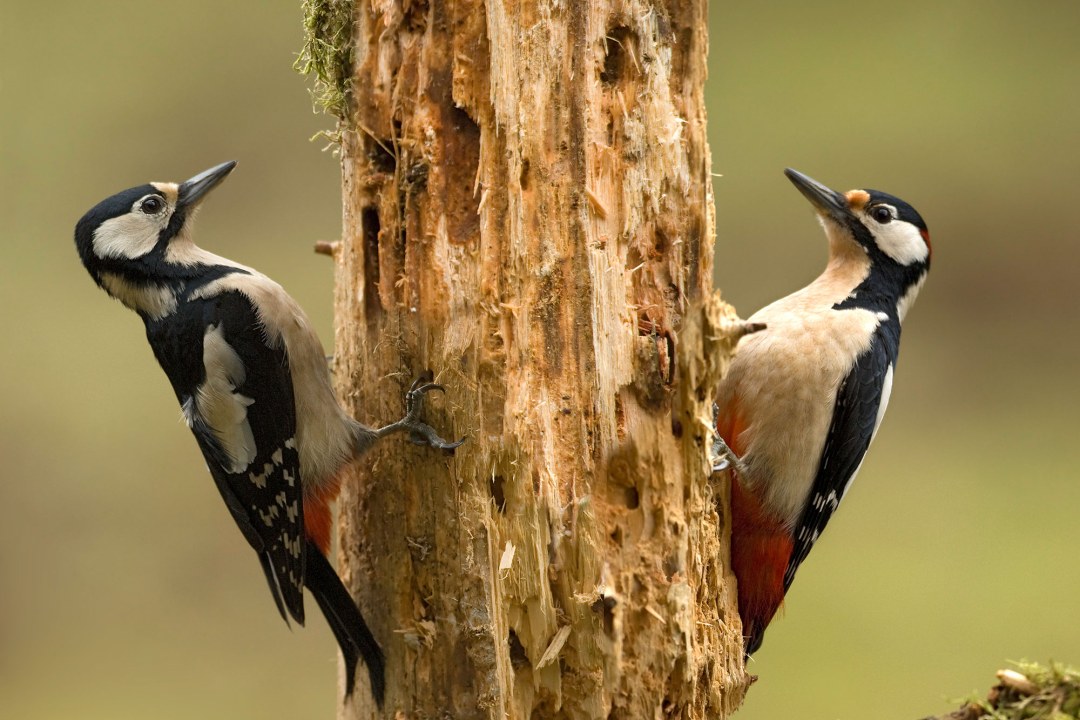 Zwei Buntspechte an einem Baum, beide sind auf der gegenüberliegenden Seite des Stammes | © Rosl Rößner