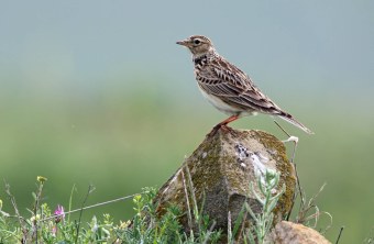 Fedlerche sitzt auf einem Stein | © Frank Derer