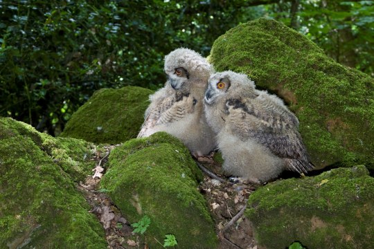 Junge Uhus © Rosl Roessner