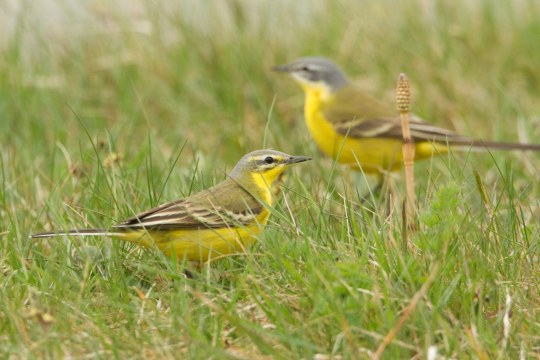 Schafstelze | © Rosl Rössner