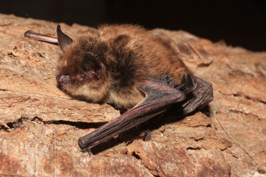 Kleine Bartfledermaus auf einem Baum sitzend | © Dr. Andreas Zahn
