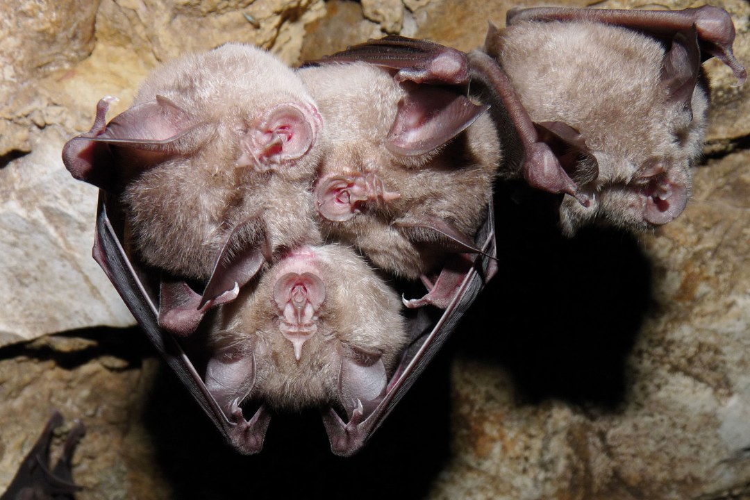 Vier Große Hufeisennasen an der Decke | © Rudi Leitl