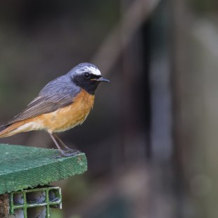 Gartenrotschwanz | © Ralph Sturm