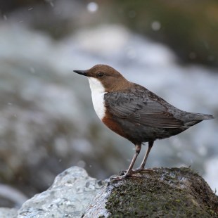 Wasseramsel | © Dieter Hopf