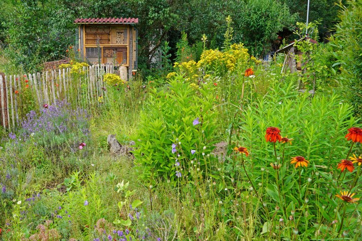 Naturnaher Garten mit einer Wildblumenwiese, Insektenhotel und Holzlattenzaun | © Thomas Staab