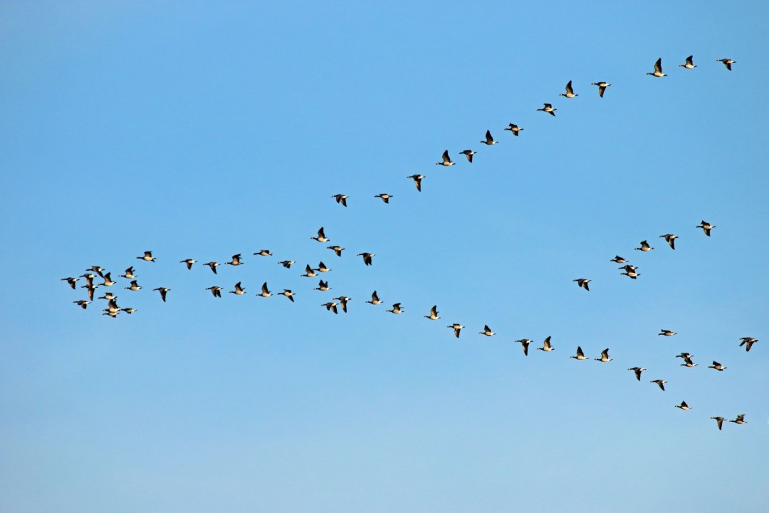 V-Formation am Himmel Schwarm Weisswangengans, Nonnengans | © Frank Derer