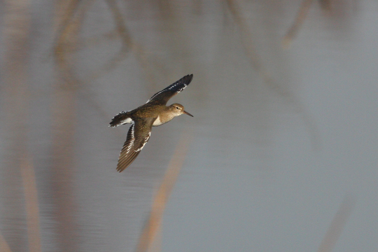 Flussuferläufer im Flug | © Zdenek Tunka
