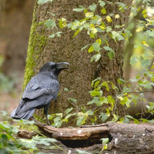 Kolkrabe im Wald | © Stefan Masur