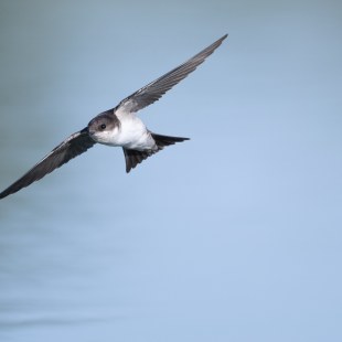 Mehlschwalbe fliegend | © Josef Baumgartner