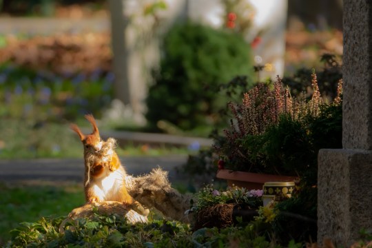 Eichhörnchen am Grab | © Nicole Friedrich