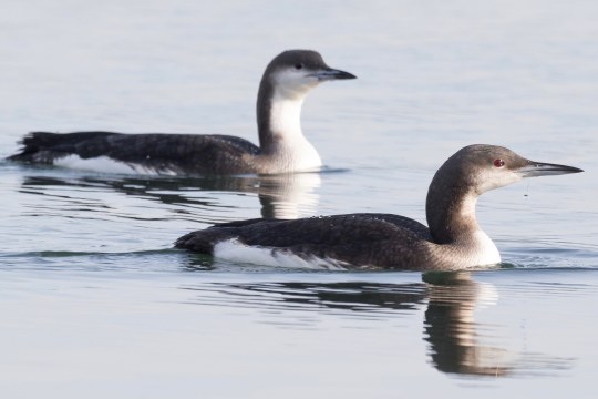 Prachttaucher | © Prof. Dr. Dr. Christian Haass