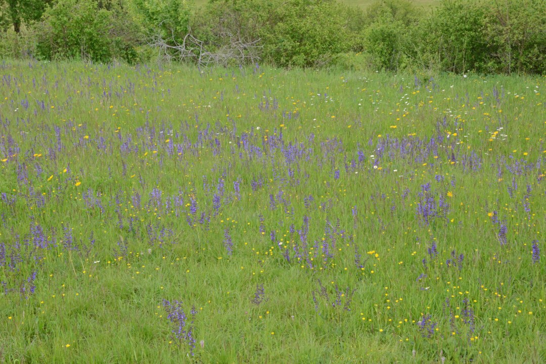 Blütenreiche Wiese | © Andreas von Lindeiner
