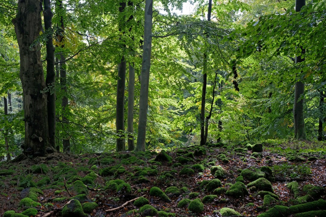 Wald | © Dr. Eberhard Pfeuffer