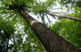 Wald | © Dr. Eberhard Pfeuffer