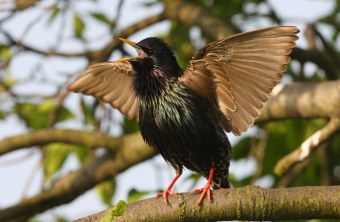 Singender Star | © Zdenek Tunka