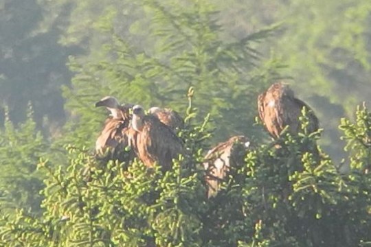 Trupp von Gänsegeiern bei Landsberg am Lech auf einem Nadelbaum | © Michael Comes-Lipps