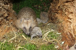 Igelmama mit Jungtieren | © Dieter Hopf