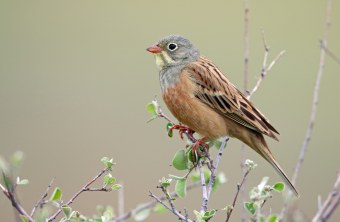 Ortolan | © Frank Derer