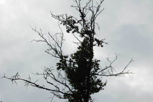 Trockenschaden Buche bei Regensburg | © Christian Stierstorfer