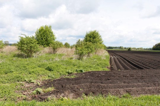 Acker aus Torfboden | © Julia Römheld
