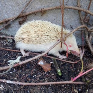 Albino-Igel mit weißen Stacheln, weißem Körper und roten Augen an einer Mauer | © A. Igelhaut