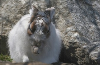 Alpenschneehase | © Hans-Joachim Fünfstück