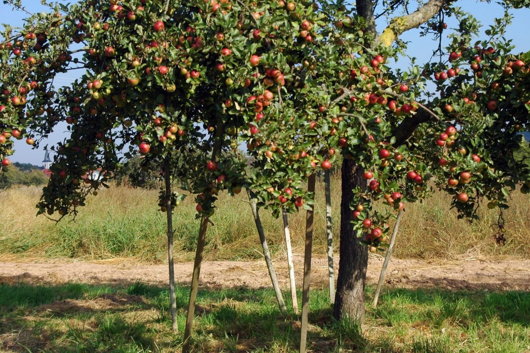 Apfelbaum | © Thomas Staab