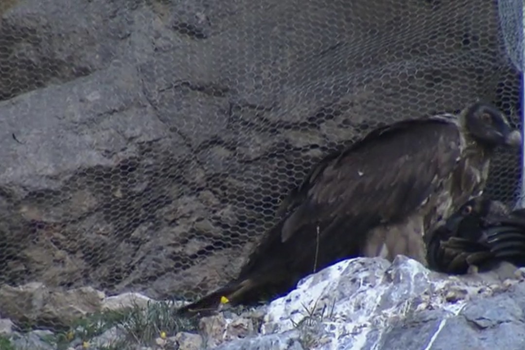 Bavaria und Wally an ihrem Abendplatz | © Screenshot Bayerischer Rundfunk