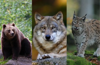 Collage, rechts ein Braunbär, in der Mitte eine Wolf und links ein Luchs | © Marcus Bosch/Henning Werth
