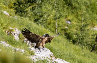 Bartgeier Bavarias erster Rastplatz in Freiheit  | © Richard Straub