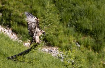 Bartgeier Bavarias erster Rastplatz in Freiheit  | © Richard Straub