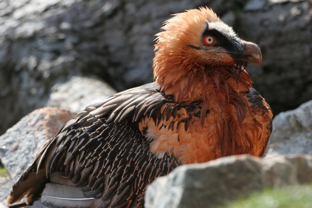 Seitliche Ansicht eines Bartgeiers mit frisch eingefärbtem Gefieder | © Hans-Joachim Fünfstück