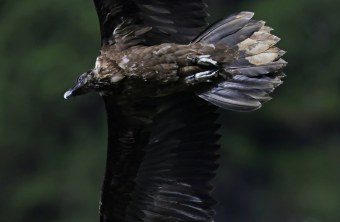 Bartgeier Vinzenz | © Markus Leitner