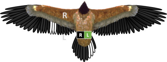 Bleichmuster und Ringe von Bartgeier Dagmar, der linke Ring ist schwarz, der rechte grün. Die gebleichten Federn bei Dagmar sind im Stoß und gleich daneben im linken Flügel.  | © IBM