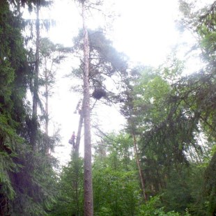 Baumbesteiger steigen zum Schwarzstorch-Horst hoch hinauf mit einer Leiter | © Klaus Brünner