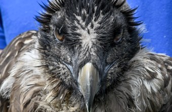 Bavaria | © Hansruedi Weyrich