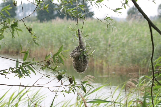 Beutelmeisennest hängt an einem Zweig, im Hintergrund Schilf und ein See | © Dr. Christoph Moning
