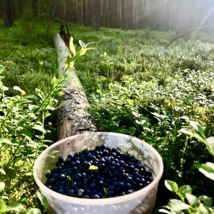Blau- bzw. Schwarzbeeren, wie man hier sagt | © Nathaly Neusser