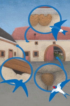 Brutplatz Von Rauchschwalben, Mehlschwalben und Mauersegler | © LBV/ Hannah Wüpping