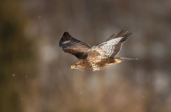 Mäusebussard im Flug | © Zdenek Tunka