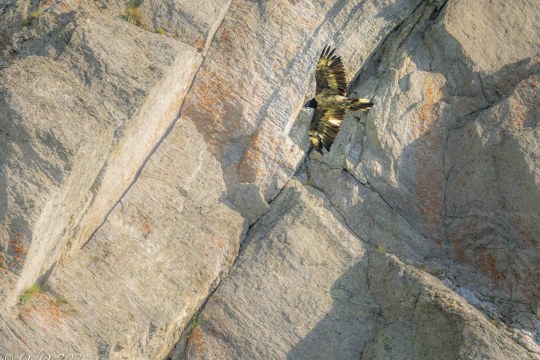 Dagmar im Flug |© Ostinelli Orlo