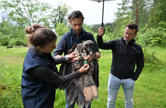 Dagmars Beinringe und Bleichmuster | © Hansruedi Weyrich